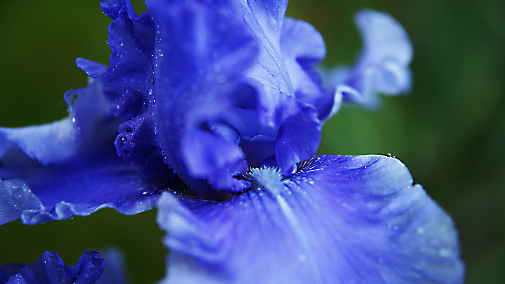 Wonderful shades of blue in this iris.