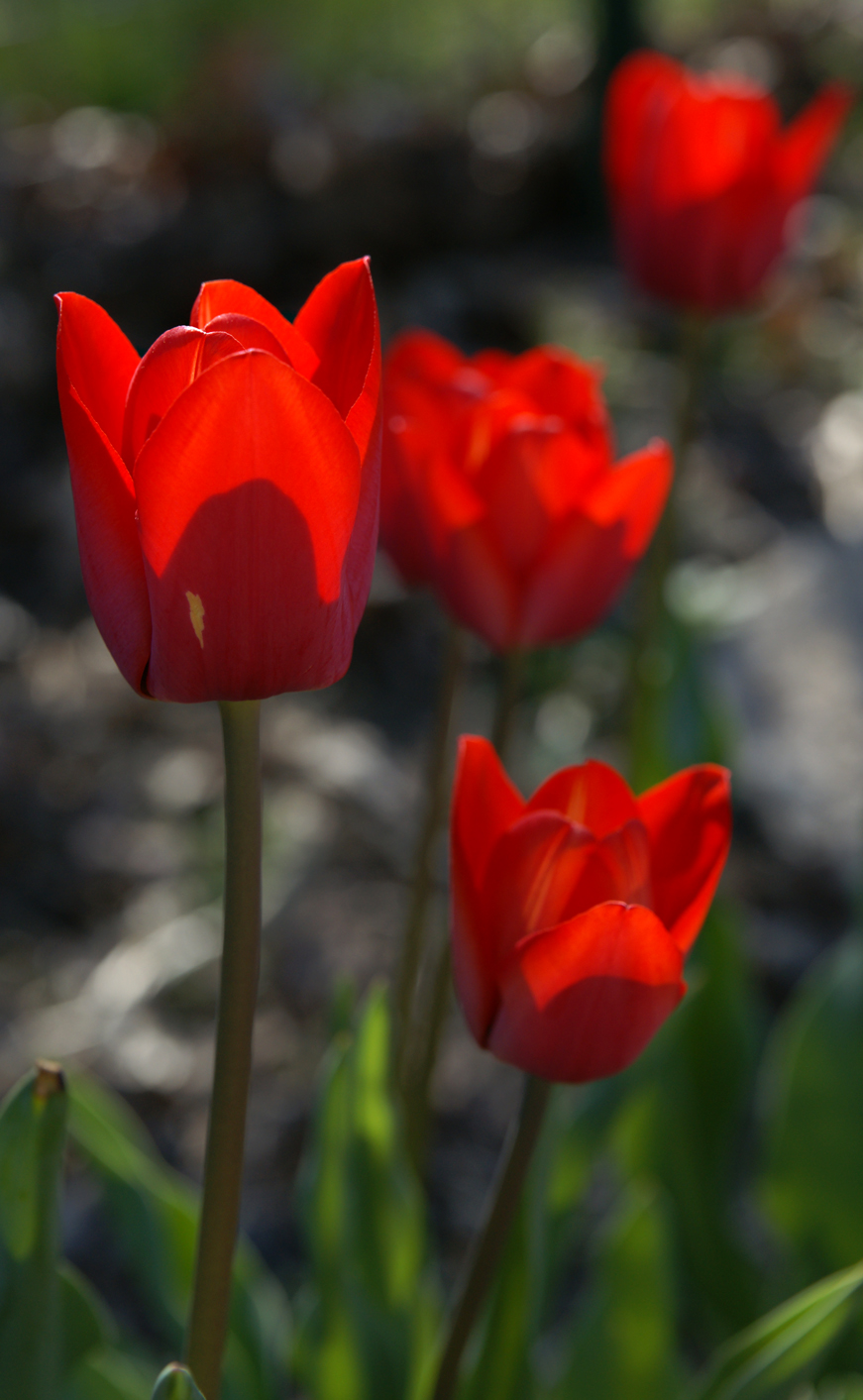 Brilliant Red Tulip Petals. No editing of the color!