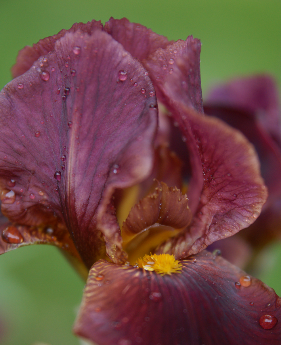 Iris detail.