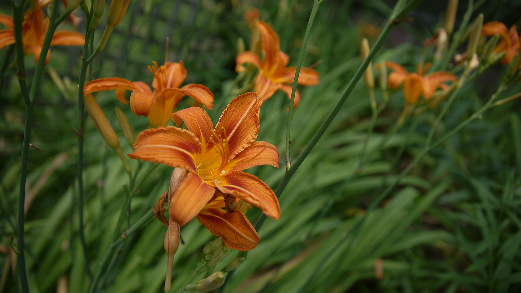 A patch of Daylilies on a summer afternoon.