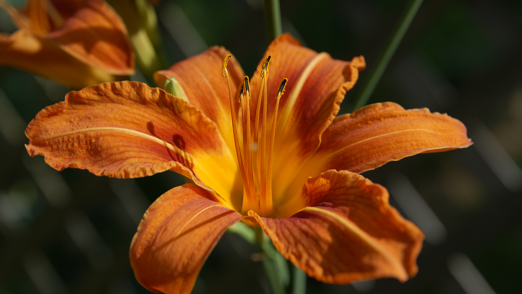 Detail of the classic Daylily (Hermercallis).