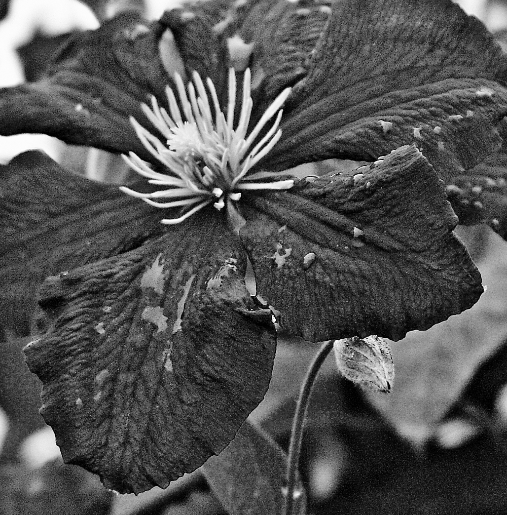 Black and white detail, showing recent rain drops.