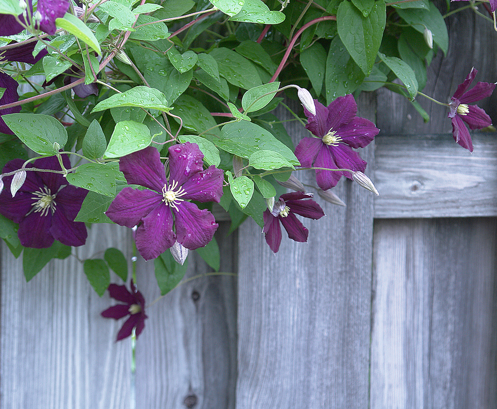 Bowing over the fence, the Spring Clematis smiles.