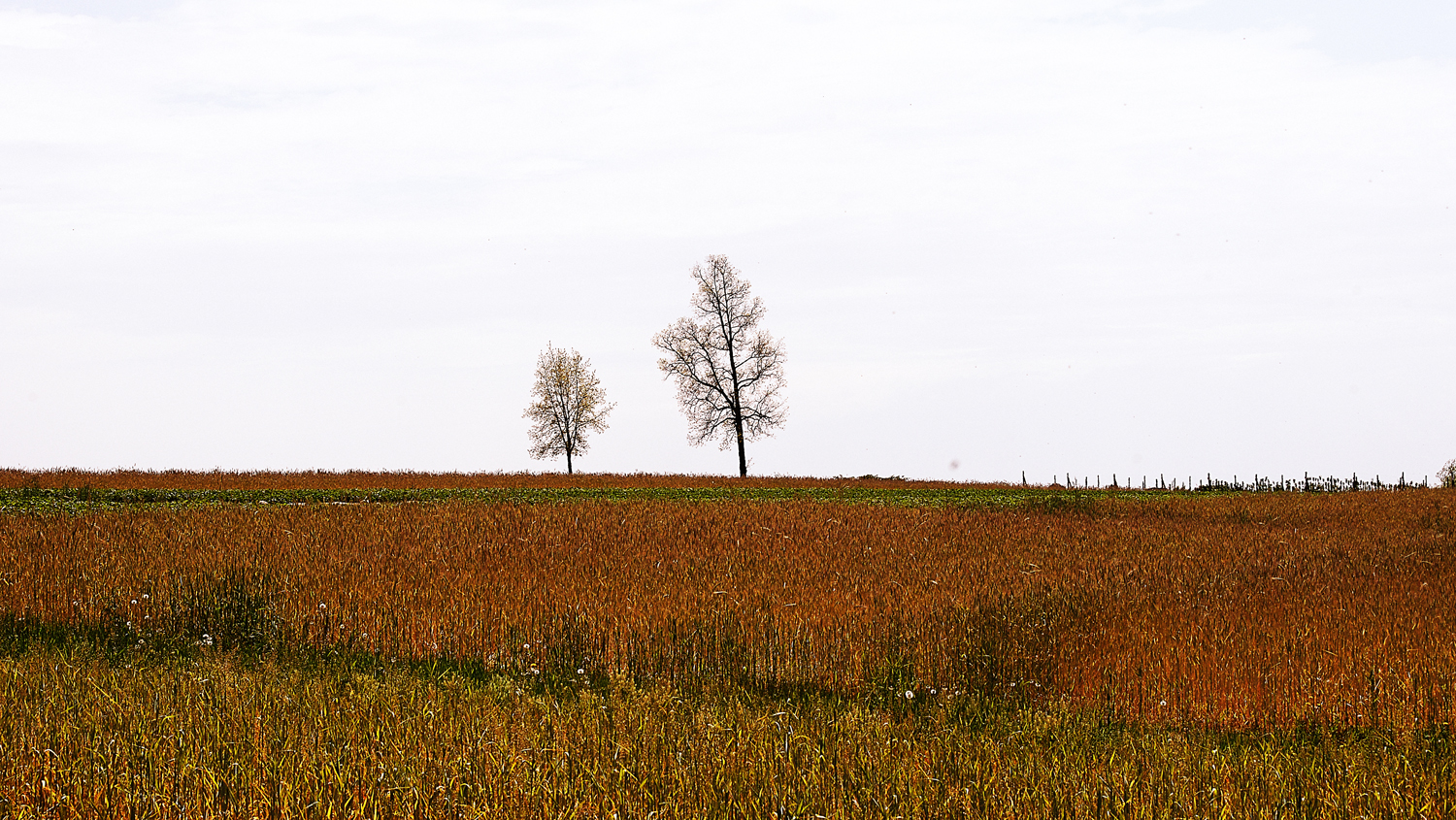 Autumn Farmscape.  2 trees keeping watch.